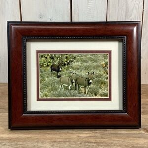 Framed Art Photo Wild Burros, Donkey
